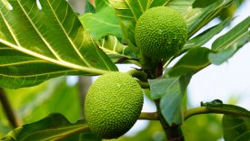 breadfruit