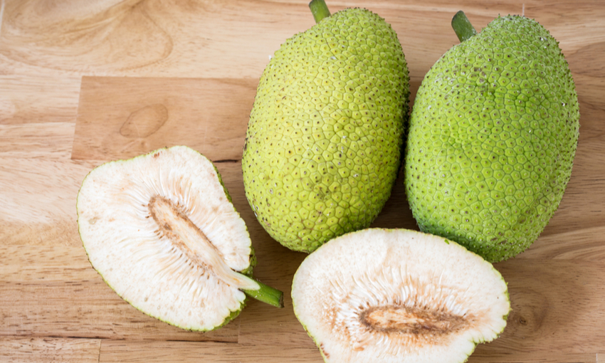breadfruit frutto