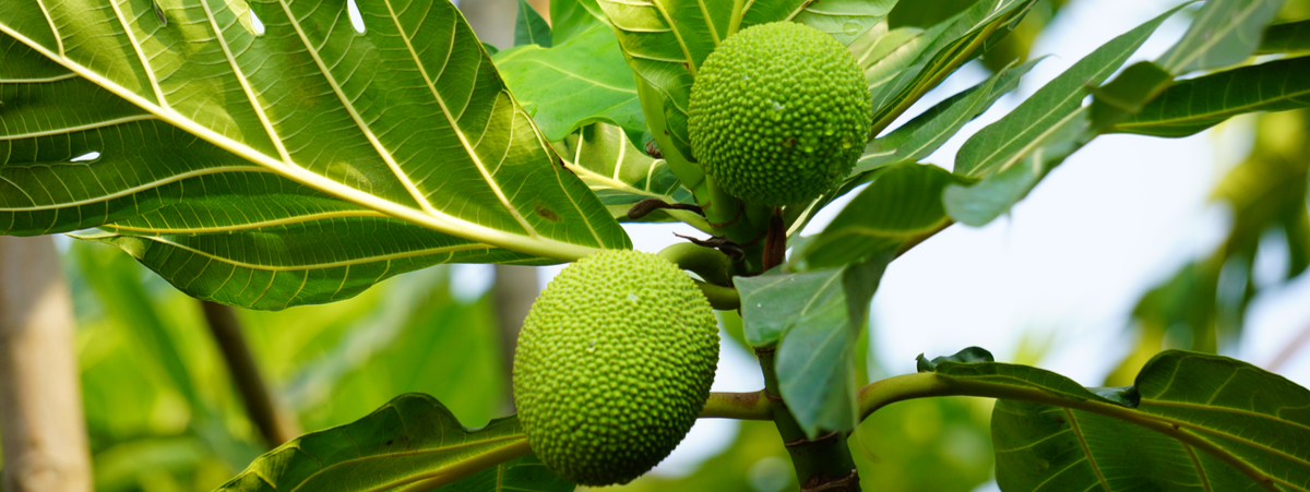 breadfruit