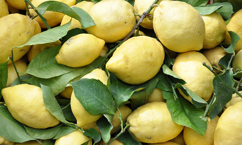Limone Costa d'Amalfi IGP