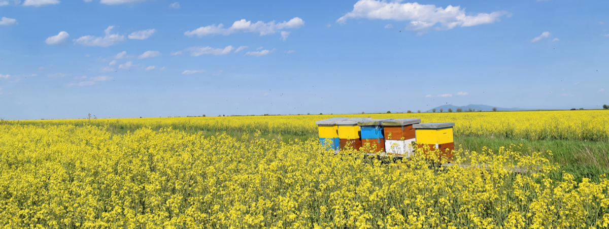 Diminuzione insetti impollinatori agricoltura