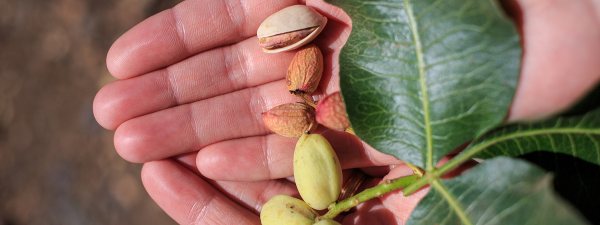 Fustùq adotta un pistacchio