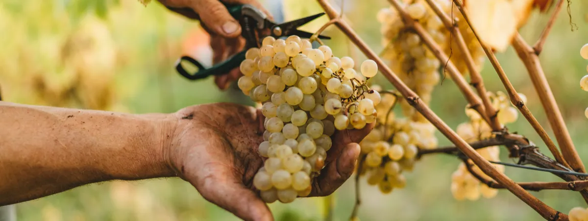 Vendemmia 2020