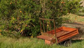 food forest sicilia