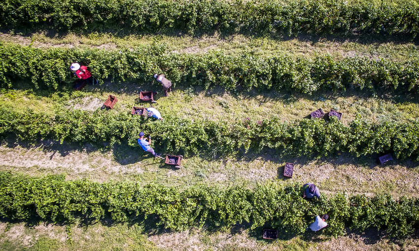 raccolta rapporto agromafie caporalato