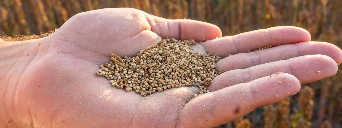 filiera italiana quinoa