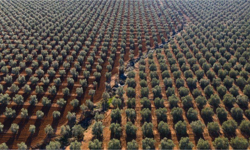 olivicoltura superintensiva
