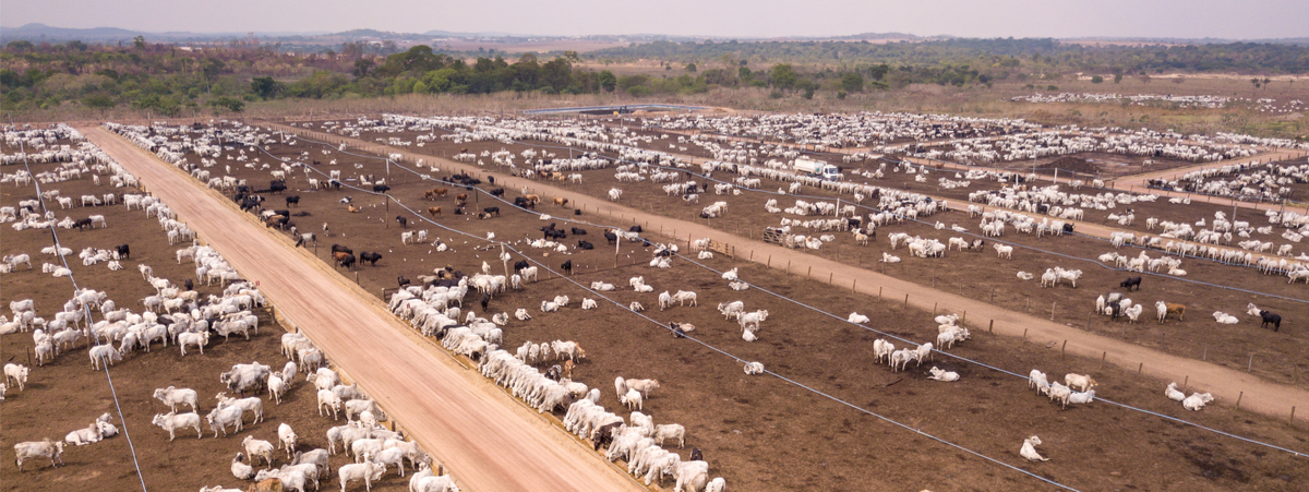 Carne e deforestazione in Brasile: la situazione