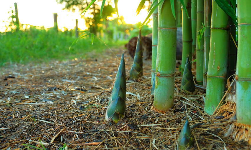 germogli bambu coltivazione