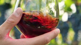 vino biologico italiano