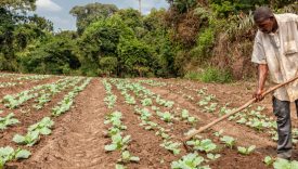 crisi climatica agricoltura africa