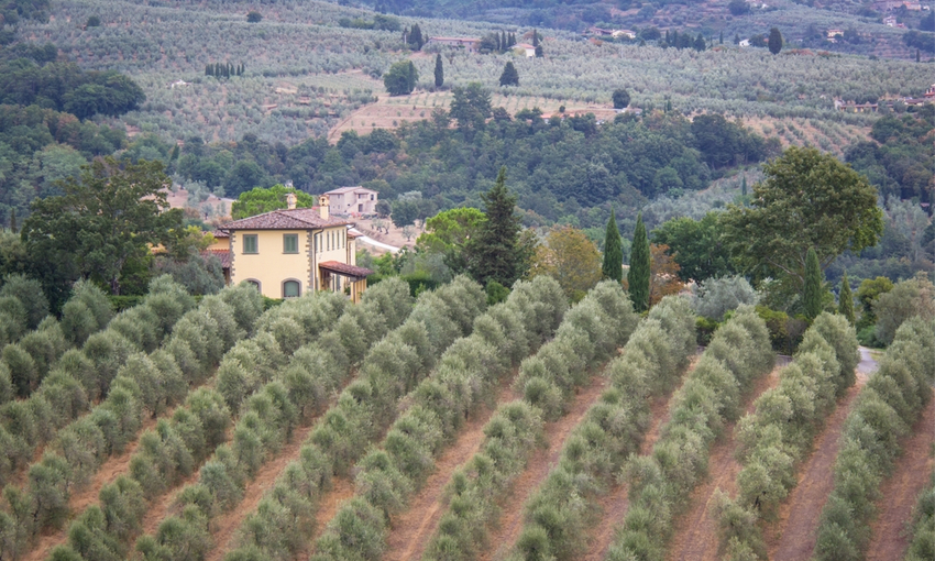 uliveti campagna olearia