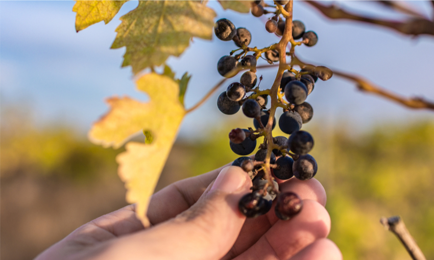 cambiamento climatico vino