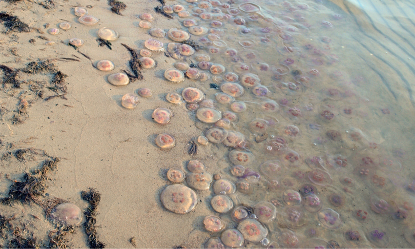 masse di meduse