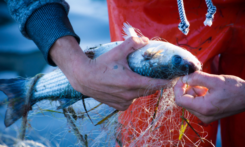 pescatore cerca di liberare dalla rete un pesce