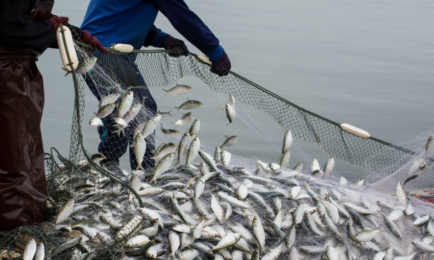 rete da pesca piena di pesci