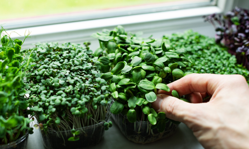 microgreen cosa sono