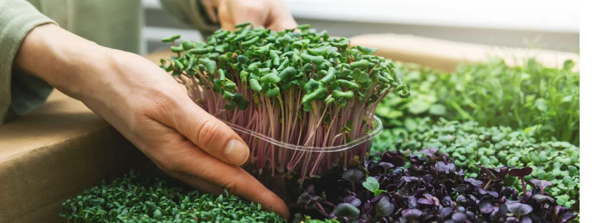 microgreens