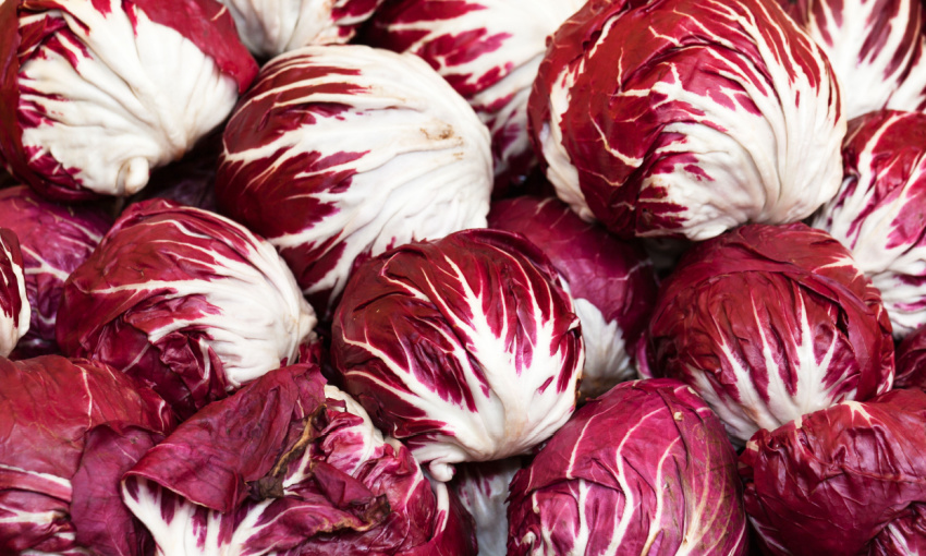 radicchio di chioggia igp