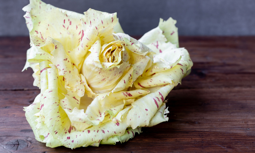 radicchio variegato di castelfranco