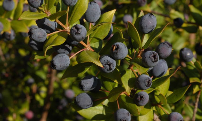 Cos'è il Mirto di Sardegna