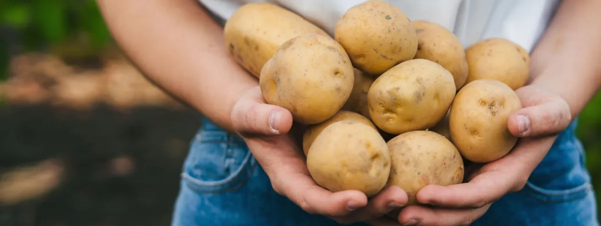 potatoes forever!