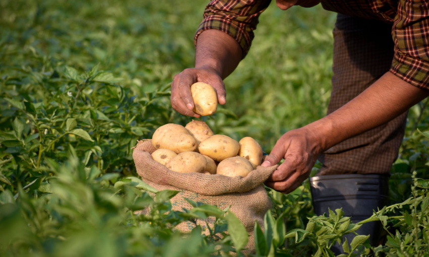 la filiera italiana delle patate