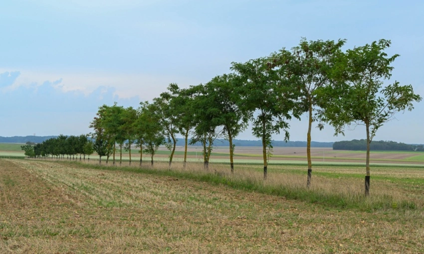 esempio di campo per l'agroforestazione