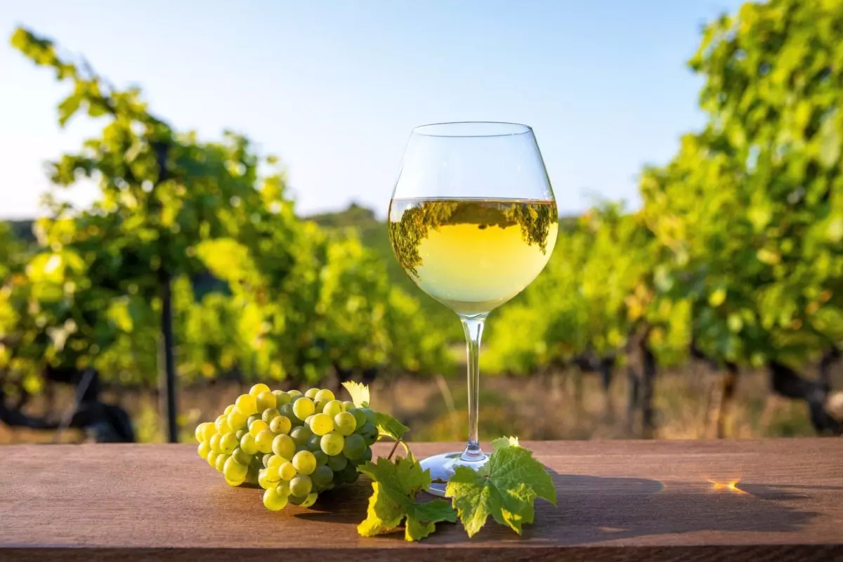 calice di vino bianco