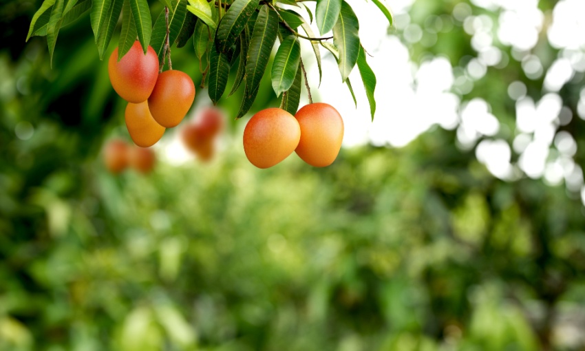 frutteto mango