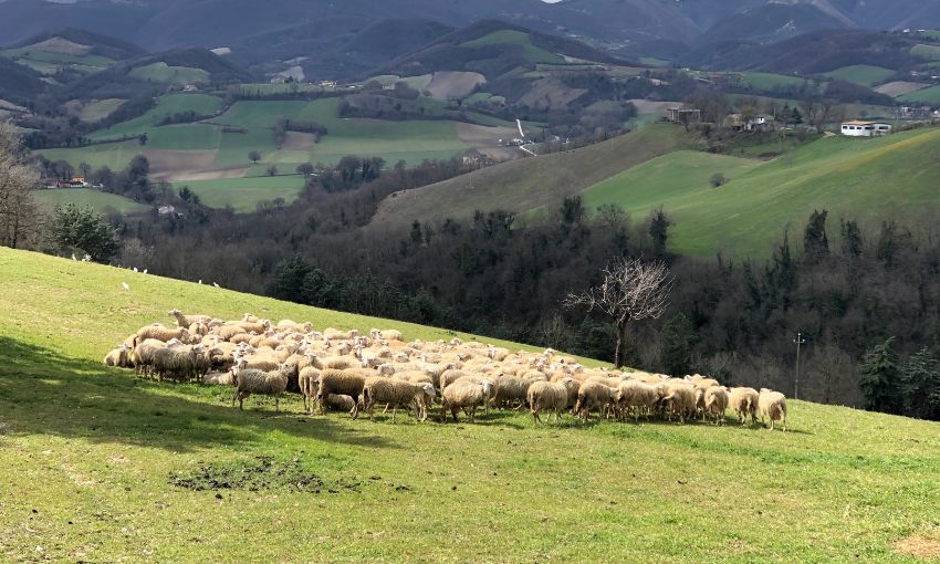 Pecore al pascolo