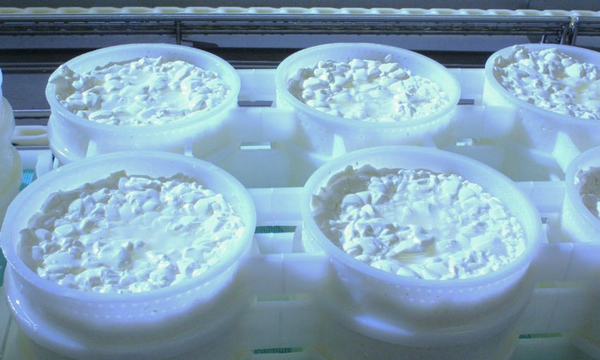 Casatella Trevigiana DOP