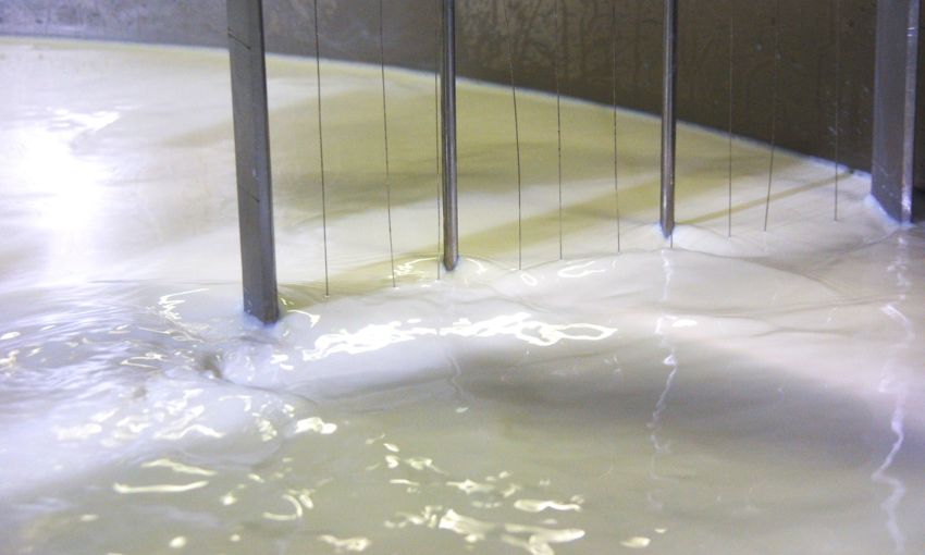 Lavorazione della Casatella Trevigiana DOP