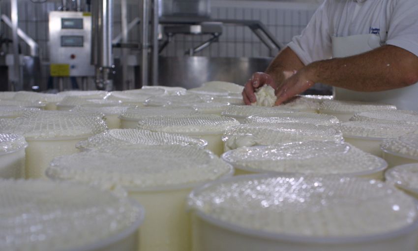 Casatella Trevigiana DOP