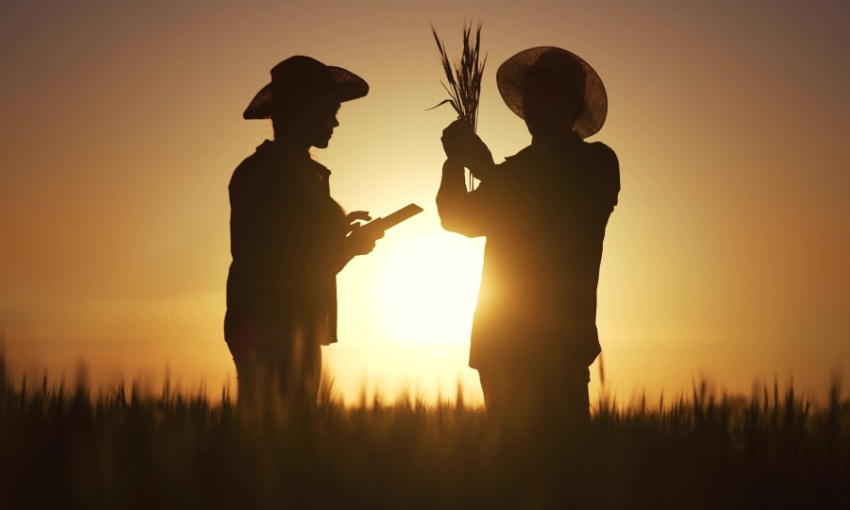 agricoltori che controllano campi di grano