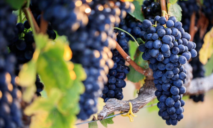 grappolo d'uva