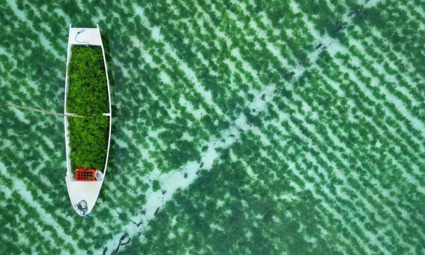 agricoltura subacquea