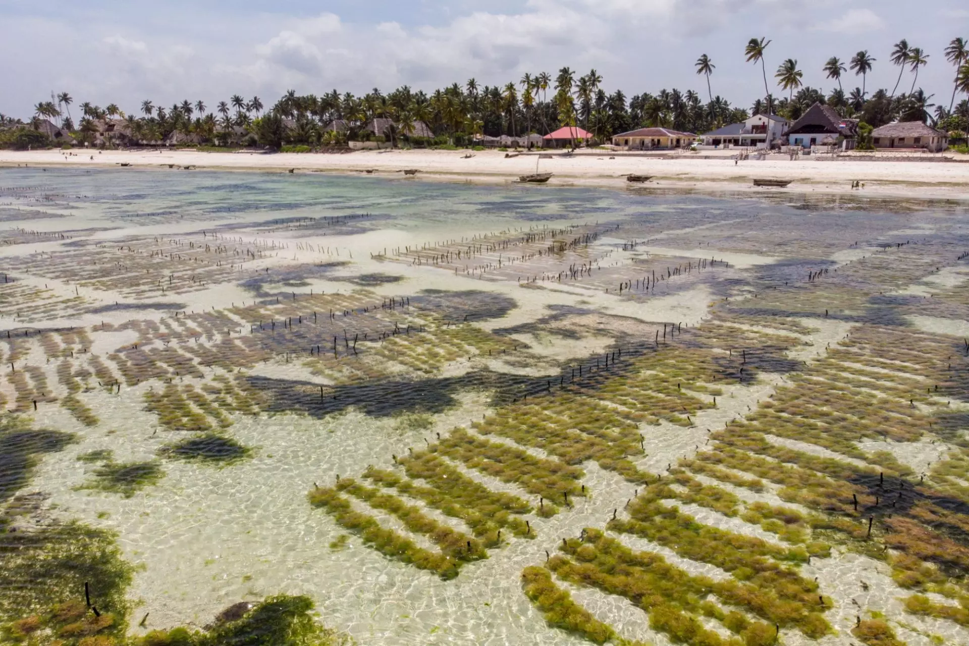agricoltura subacquea
