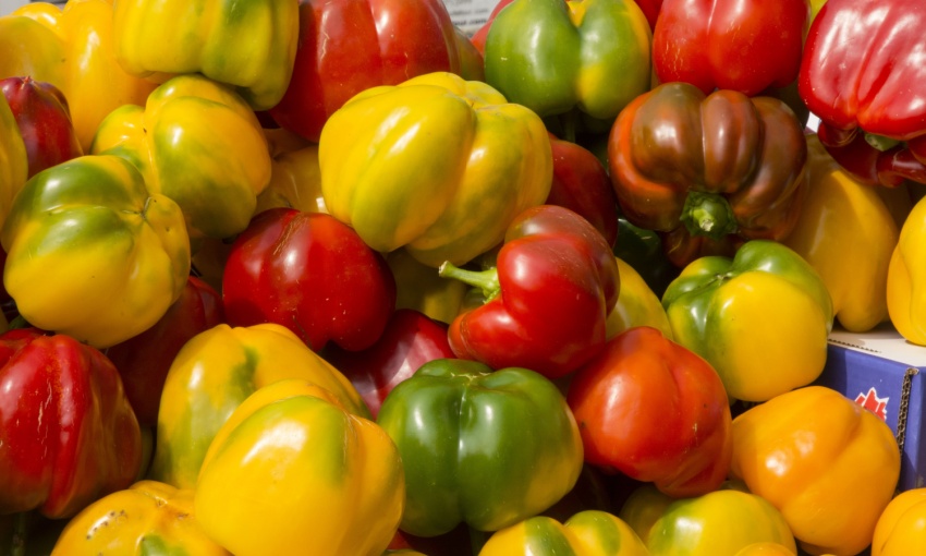 peperone di carmagnola 