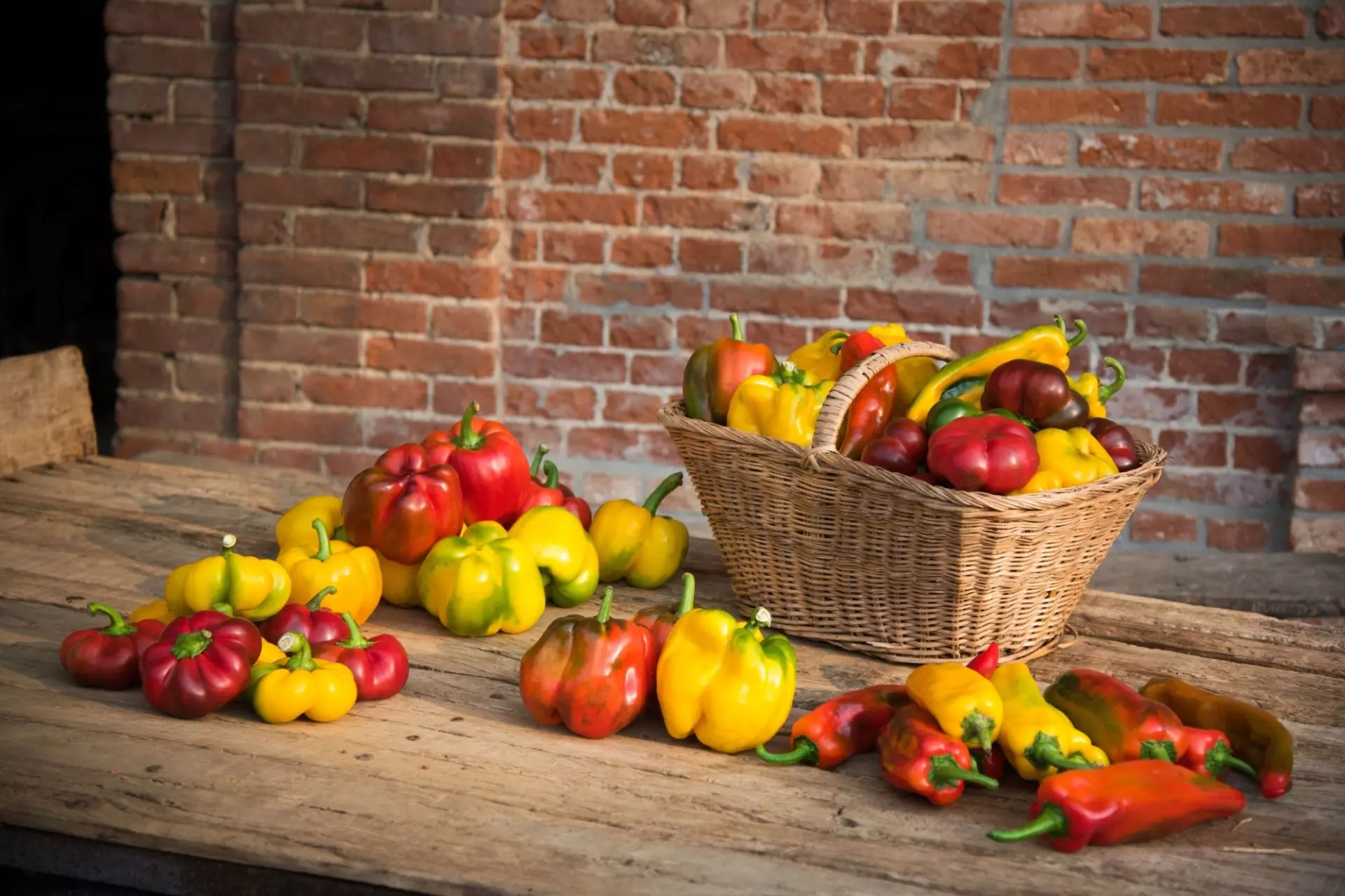 peperone di carmagnola