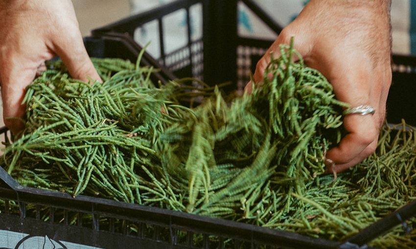 cassetta con erbe appena raccolte