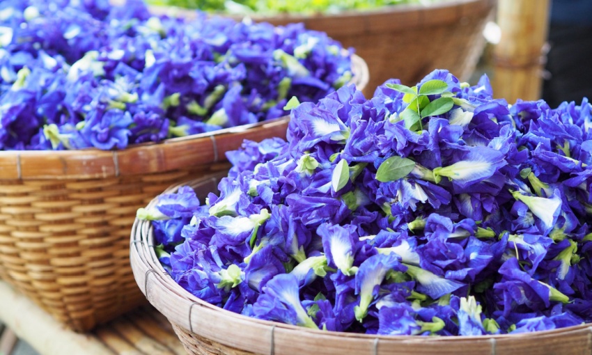 fiore di pisello blu