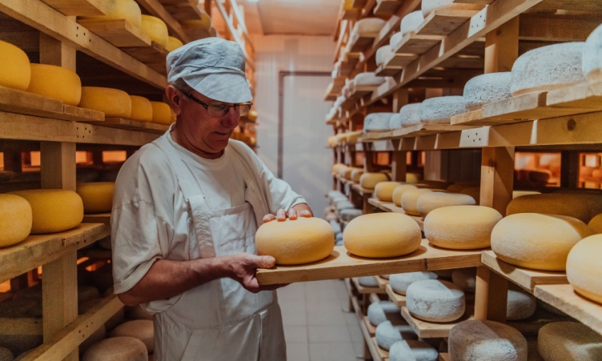 casaro che controlla lo stato dei formaggi