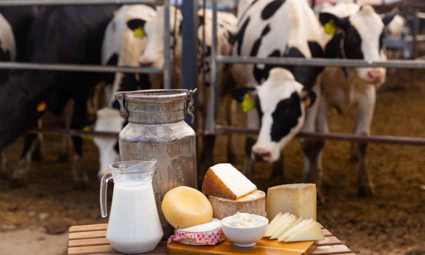 formaggi a latte crudo