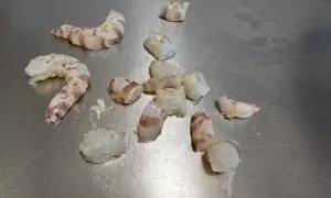 gamberi