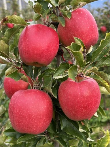 meleto di mele bernina