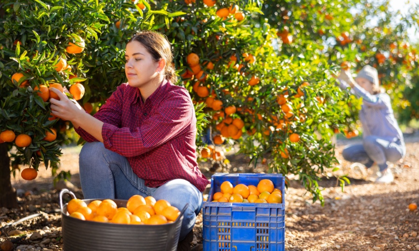 ragazza raccoglie arance