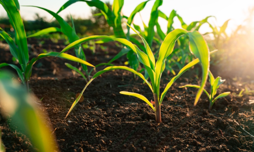 modello agroecologico