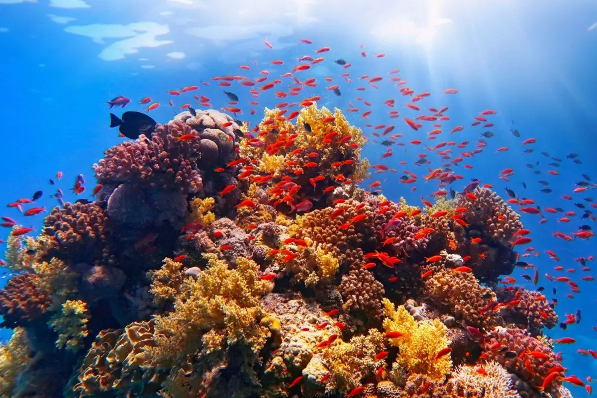 barriera corallina