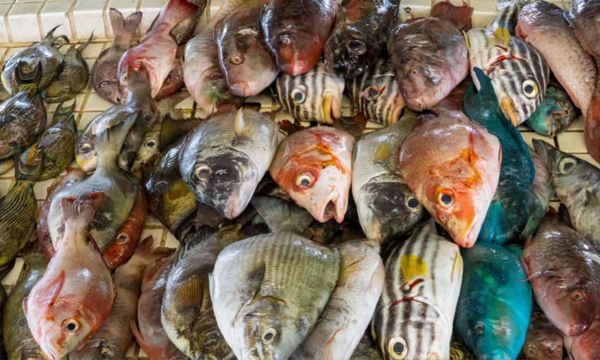 pesca intensiva